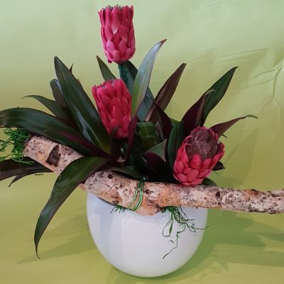 Garden composition FL33444