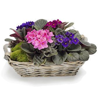 Live flowering plants.